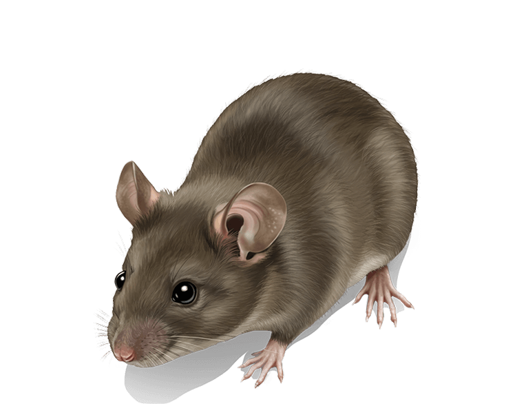 Reclaim Your Pest-Free Home